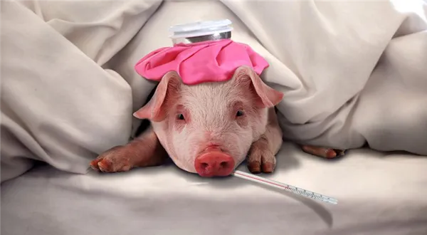Температура тела у свиней
