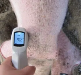 Термометр для свиньи