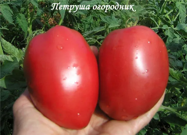 помидор петруша огородник фото характеристика