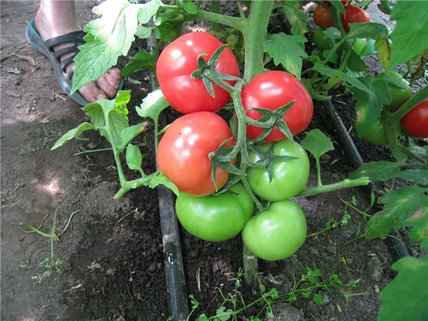 подкормка томатов удобрениями