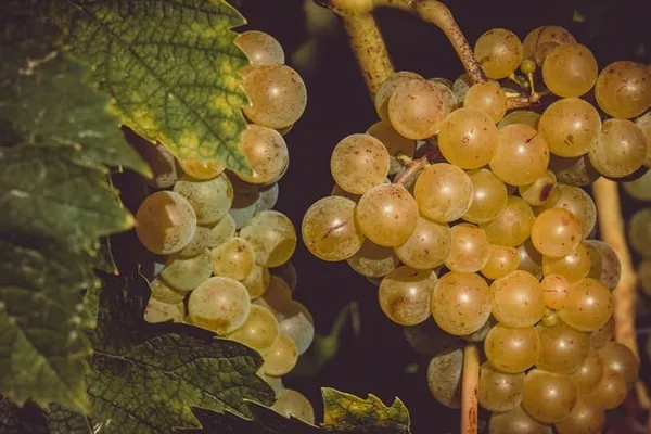 Фото гроздьев винограда