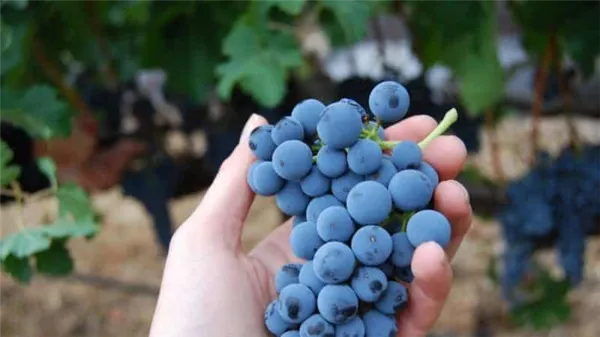 Какой уход за виноградом требуется в июне и как правильно его осуществлять