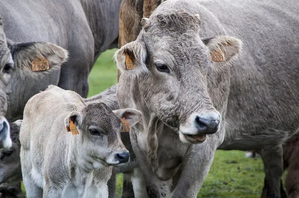 Коровы и телёнок