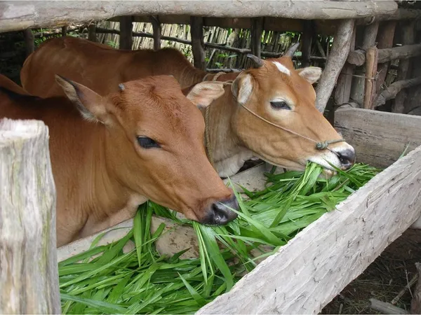 Витамин А коровы получают вместе с растительным кормом