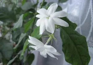 цветущий жасмин
