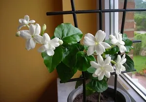 цветок жасмин фото комнатный
