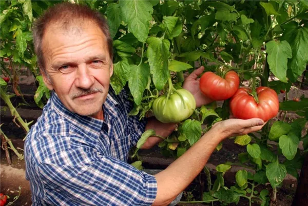 Гордость настоящего дачника, хороший урожай томатов