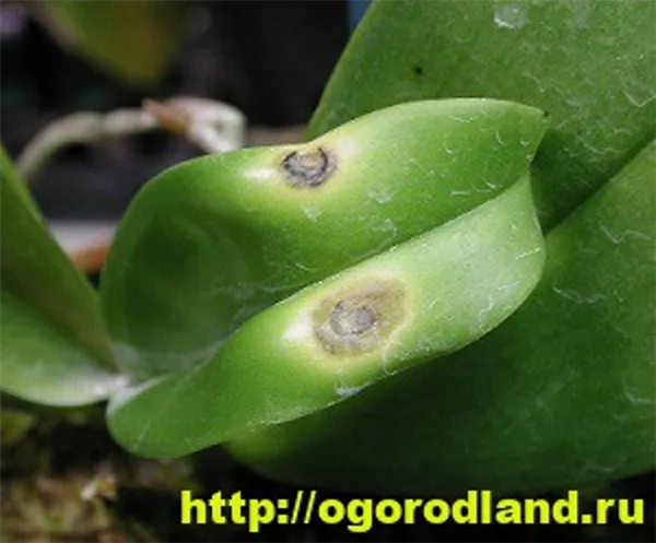 Бактериальные пятна на листьях орхидеи
