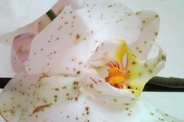 pyatna-na-cvetkah-orhidey