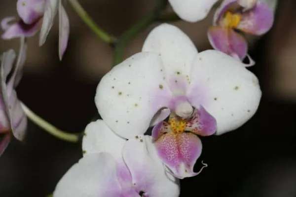 короичневые пятна на белых цветах орхидеи