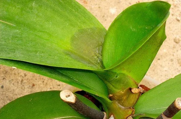 инфекционные болезни орхидей