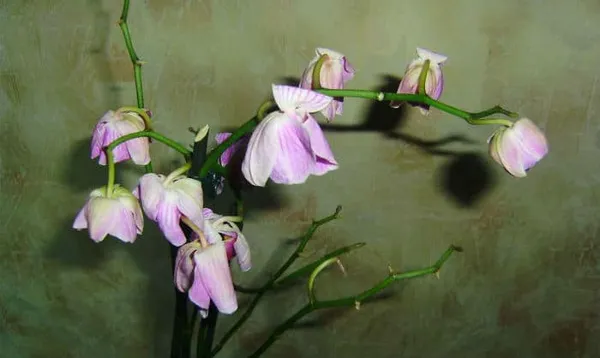 увядающая фиолетовая орхидея