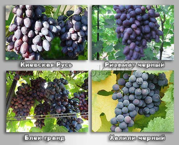 Черный виноград- в чем польза продукта для организма