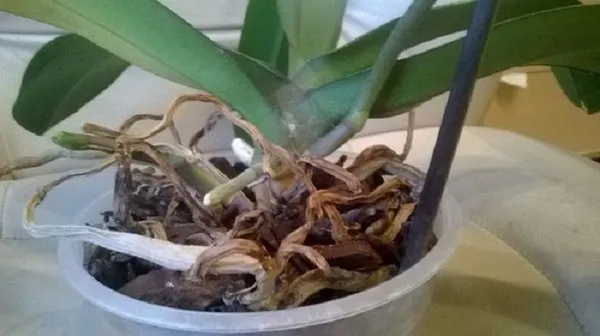 Чем обработать корни орхидеи при пересадки