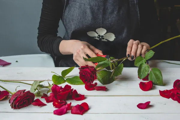 Как черенковать розы: фото, сроки, температура и секреты приживаемости, способы черенкования