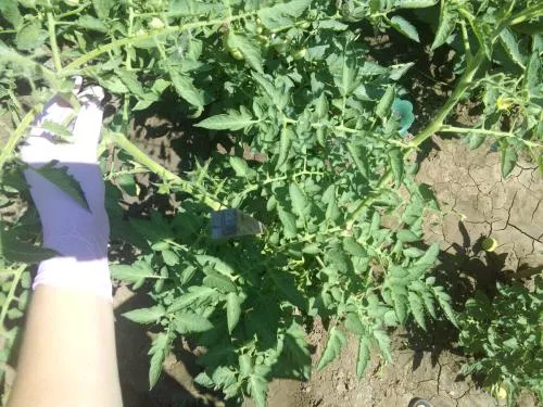 Можно ли компостировать помидорную ботву. Что делать с ботвой помидоров после уборки урожая?