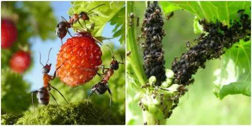 Томатная ботва против муравьев. Как избавиться от муравьев - 3 верных способа от шотландских садовников