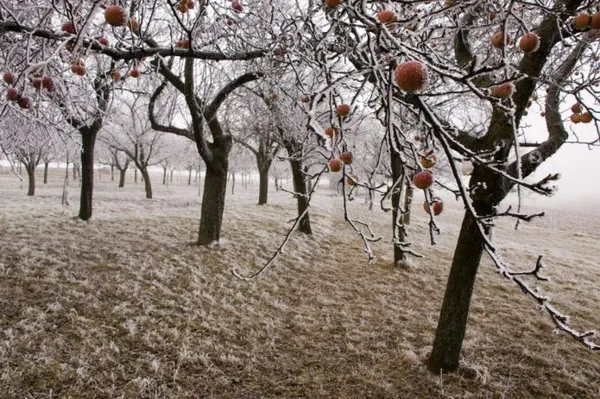 Яблони зимой