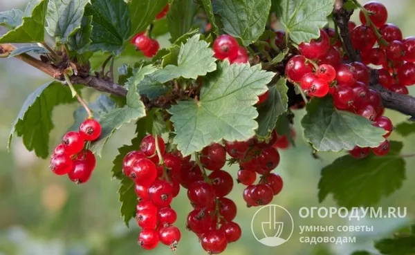 У красной смородины большое количество ягод завязывается на верхней части побегов, поэтому их не прищипывают
