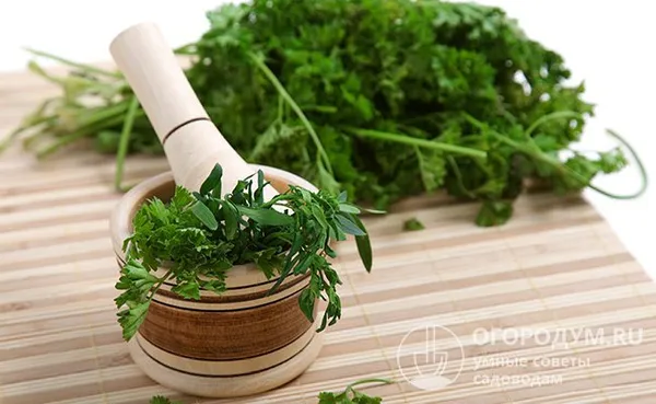Для длительного хранения используйте свежую кинзу с плотными и целыми листьями, а также насыщенным пряным ароматом и вкусом