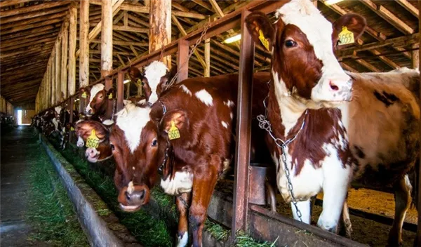 Привязанные коровы в стойле