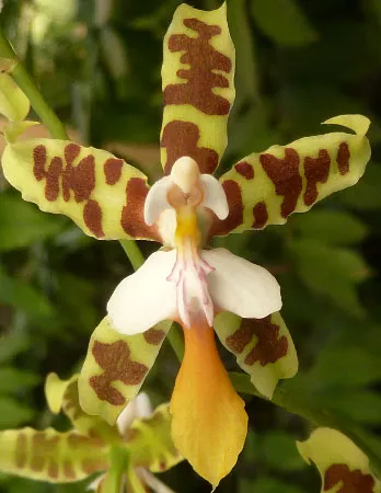 Онцидиум мини орхидея