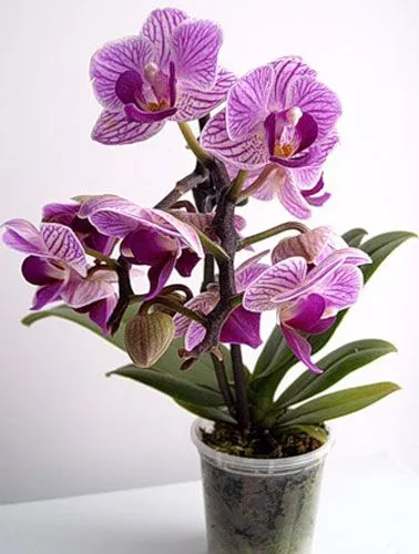 карликовая орхидея