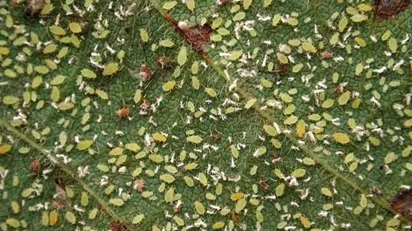 Скопление тли на листе фикуса