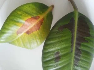 Болезни и вредители фикуса. Почему у растения скручиваются листья?