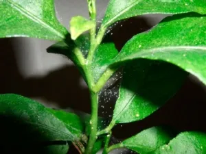 Болезни и вредители фикуса. Почему у растения скручиваются листья?
