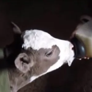 Телята, Коровы - Отъем телят и кормление старше 3 месяцев - kormlenie-i-ratsiony-dlya-krs