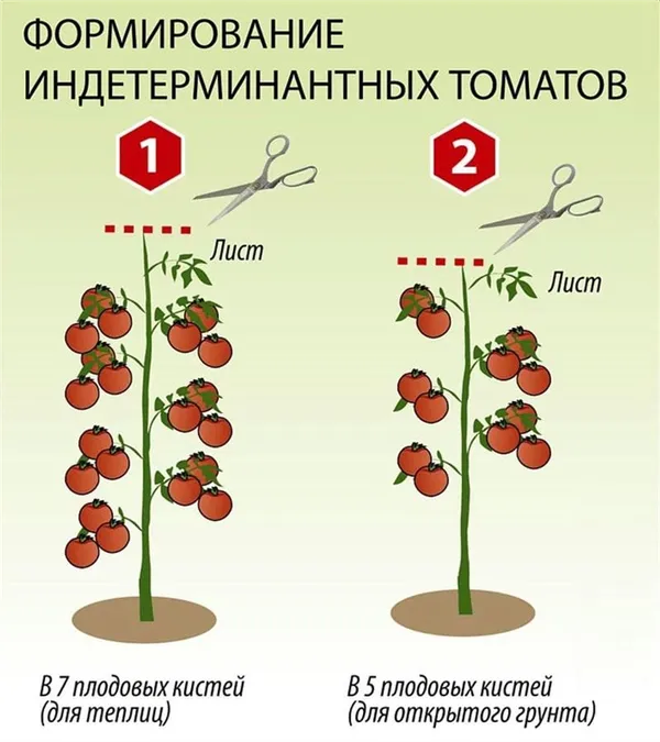 Пасынкование индетерминантных томатов