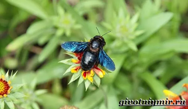 Пчела-плотник-Образ-жизни-и-среда-обитания-пчелы-плотника-4