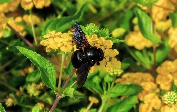 Пчела-плотник-насекомое-Описание-особенности-образ-жизни-и-среда-обитания-пчелы-10