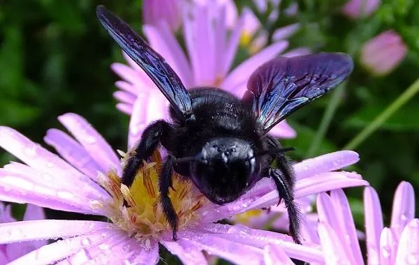 Пчела-плотник-насекомое-Описание-особенности-образ-жизни-и-среда-обитания-пчелы-2