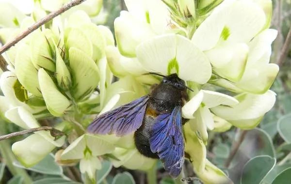 Пчела-плотник-насекомое-Описание-особенности-образ-жизни-и-среда-обитания-пчелы-12