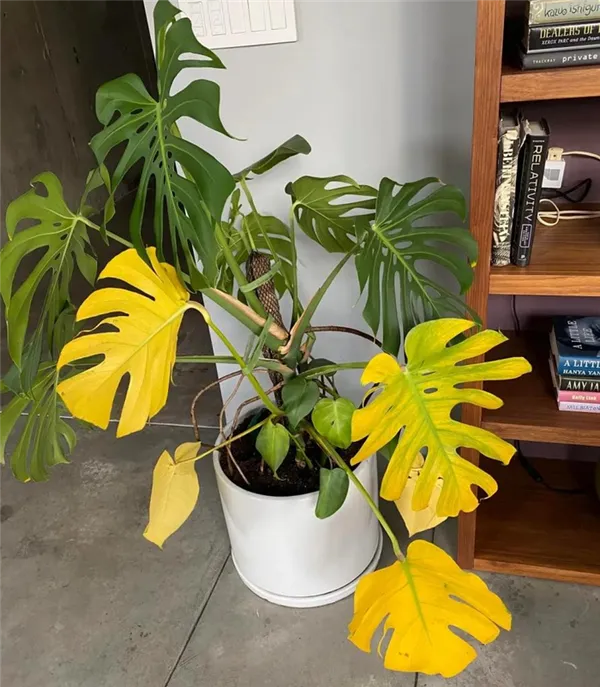 Почему желтеют листья у монстеры? Эффективные советы, как спасти растение