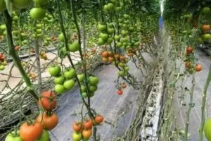 Почему помидоры в теплице мелкие: основные причины, что при этом делать