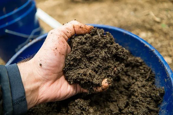 Подготовка почвы для посева кинзы