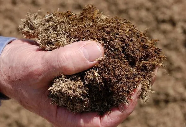 В процессе предпосевной подготовки почвы можно внести половину ведра перегноя