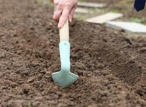 На грядах для посева чернушки потребуется сделать бороздки, глубина которых должна составлять порядка 2,5-3,0 см