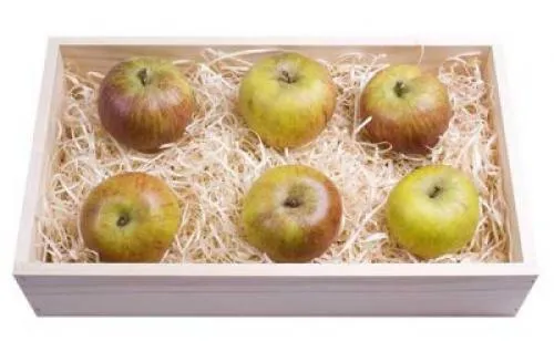 Можно ли хранить яблоки с луком. Погреб и подвал: как правильно?