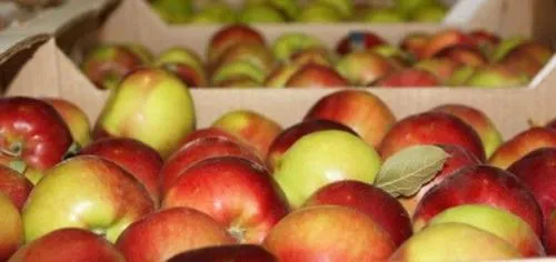 Хранение яблок В Погребе с картошкой. Как хранить яблоки на зиму? 12