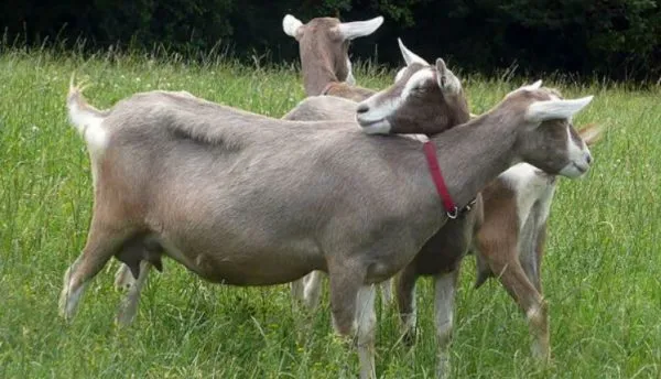 Комолые козы – животные, у которых по наследственному признаку отсутствуют рога
