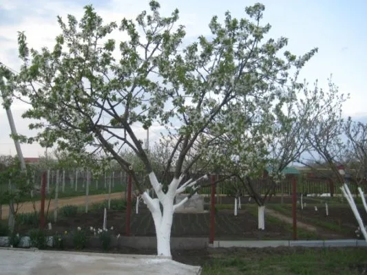 Цветущее дерево черешни