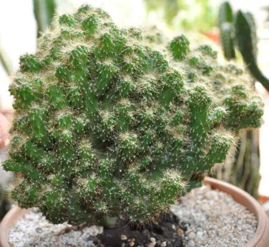 кактус цереус перуанский фото