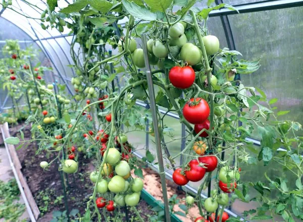 Плодоносящие томаты в теплице