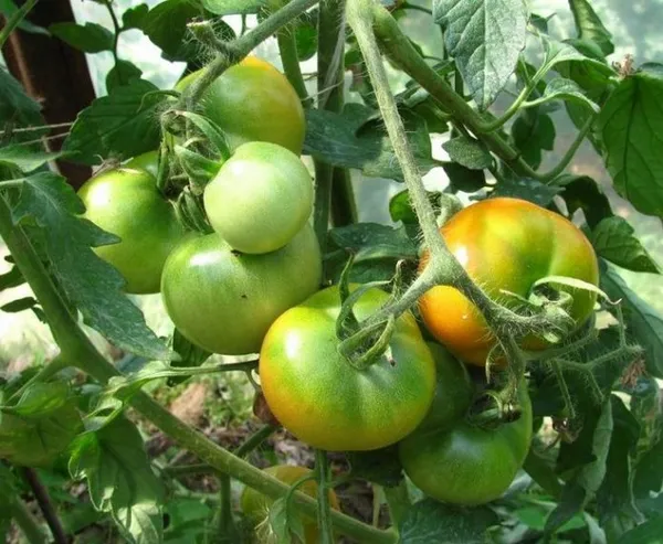 Побуревшие томаты