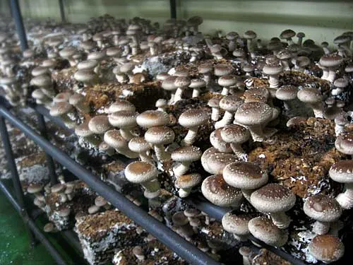 Выращивание гриба шиитаке в домашних условиях фото
