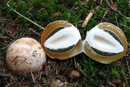 Польза гриба весёлка